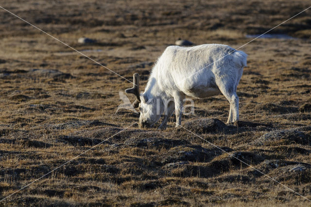 Reindeer (Rangifer tarandus tarandus)