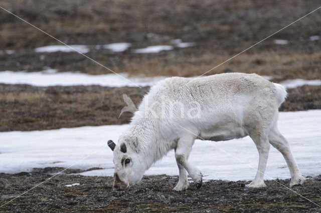 Reindeer (Rangifer tarandus tarandus)