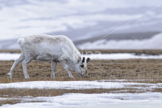 Reindeer (Rangifer tarandus tarandus)