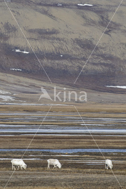 Reindeer (Rangifer tarandus tarandus)