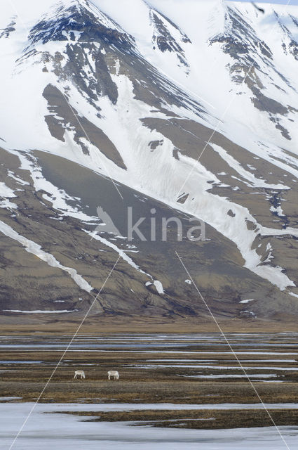 Reindeer (Rangifer tarandus tarandus)