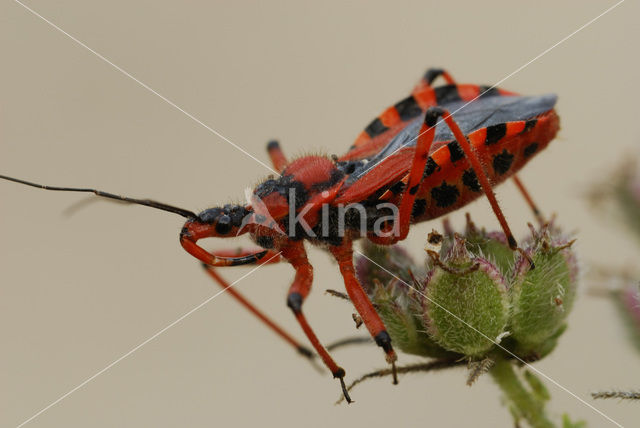 Rode roofwants (Rhynocoris iracundus)