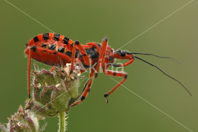 Rode roofwants (Rhynocoris iracundus)