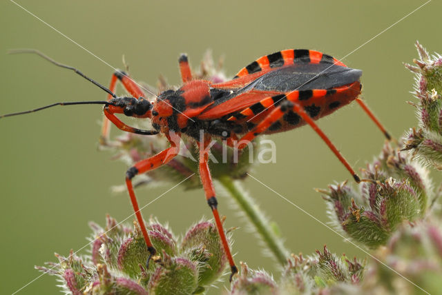 Rode roofwants (Rhynocoris iracundus)