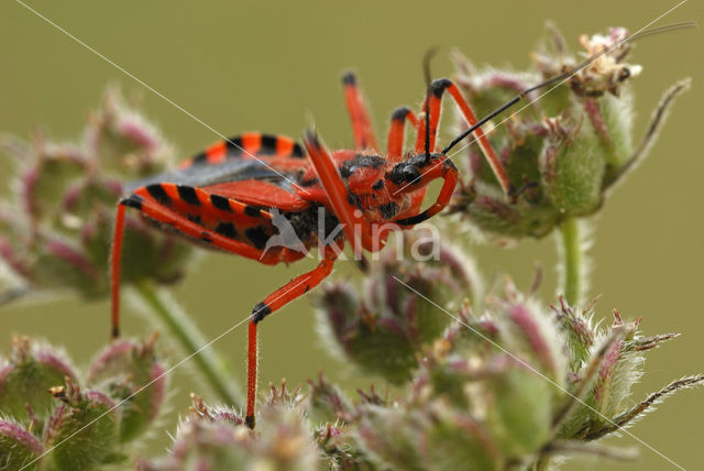 Rode roofwants (Rhynocoris iracundus)