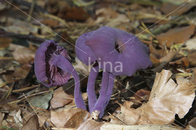 Amethyst Deceiver (Laccaria amethystina)