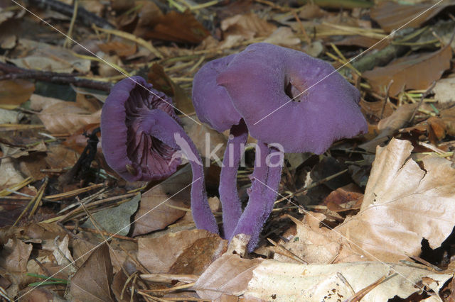 Amethyst Deceiver (Laccaria amethystina)