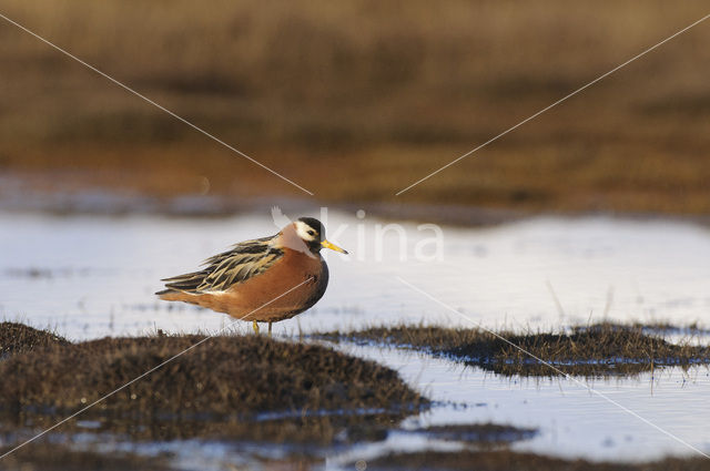 Rosse Franjepoot (Phalaropus fulicarius)