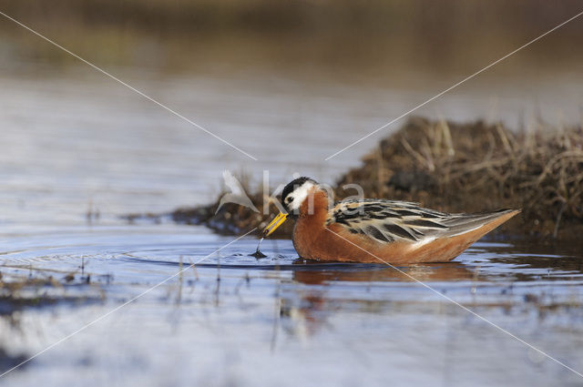 Rosse Franjepoot (Phalaropus fulicarius)