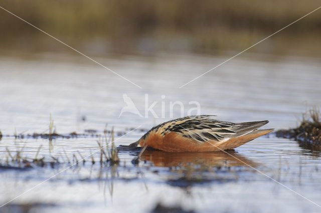 Rosse Franjepoot (Phalaropus fulicarius)