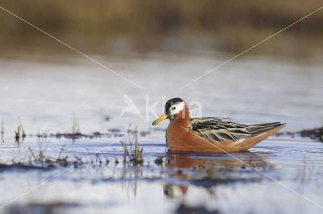 Rosse Franjepoot (Phalaropus fulicarius)