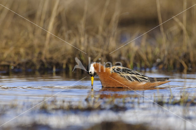 Red Phalarope (Phalaropus fulicarius)