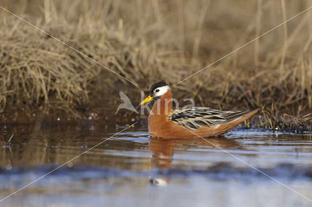 Red Phalarope (Phalaropus fulicarius)