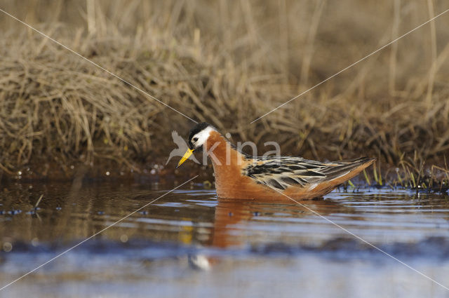 Red Phalarope (Phalaropus fulicarius)