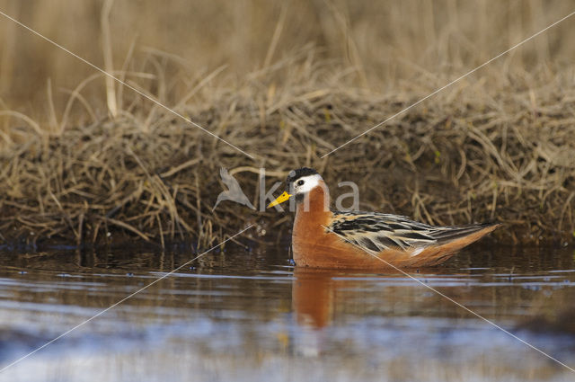 Rosse Franjepoot (Phalaropus fulicarius)