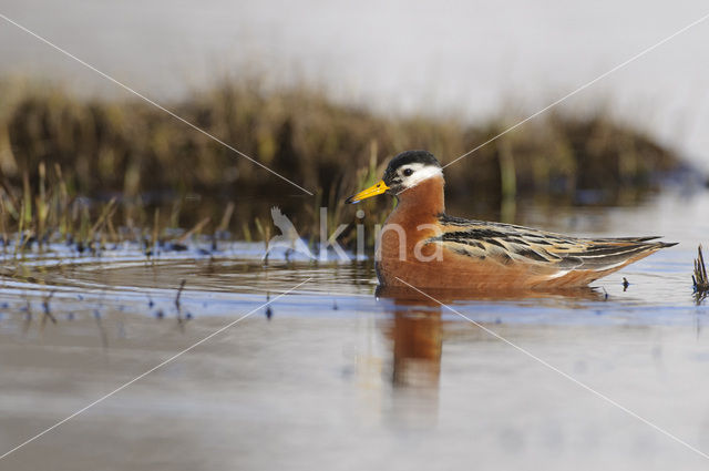 Rosse Franjepoot (Phalaropus fulicarius)