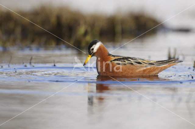 Red Phalarope (Phalaropus fulicarius)