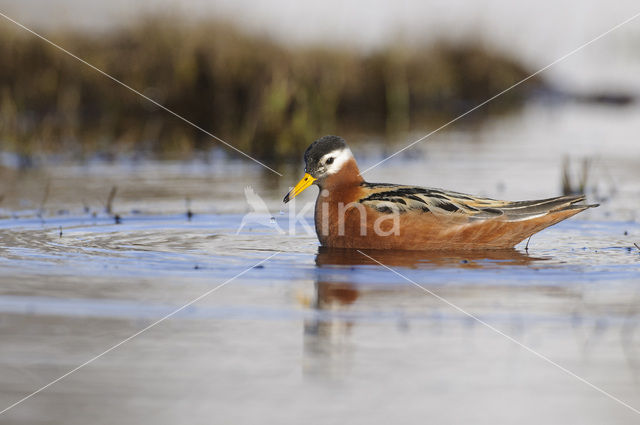 Rosse Franjepoot (Phalaropus fulicarius)