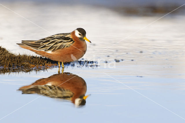 Rosse Franjepoot (Phalaropus fulicarius)