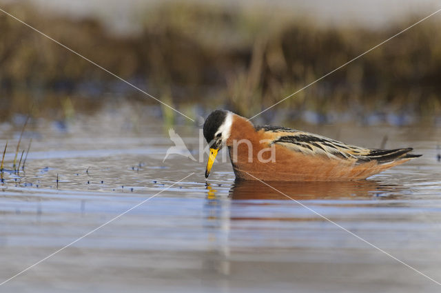 Rosse Franjepoot (Phalaropus fulicarius)