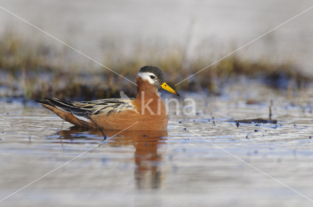 Rosse Franjepoot (Phalaropus fulicarius)