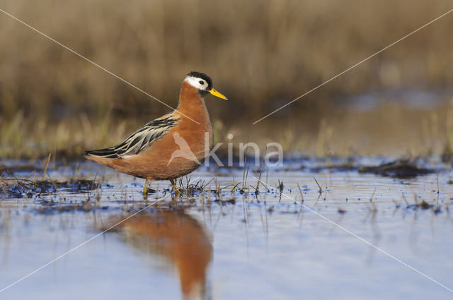 Rosse Franjepoot (Phalaropus fulicarius)