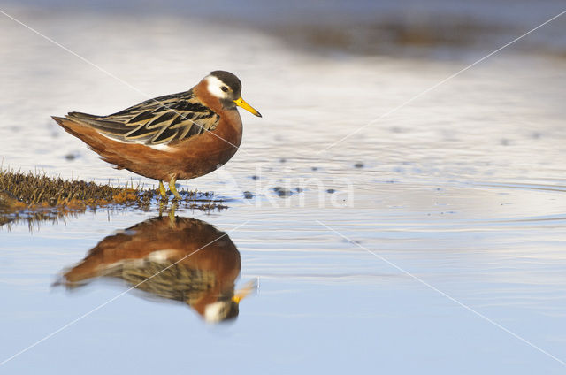 Red Phalarope (Phalaropus fulicarius)