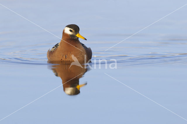 Rosse Franjepoot (Phalaropus fulicarius)