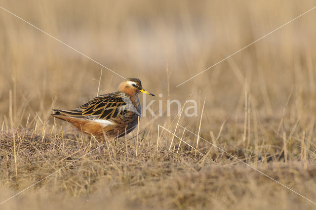 Rosse Franjepoot (Phalaropus fulicarius)