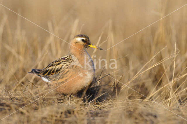 Rosse Franjepoot (Phalaropus fulicarius)