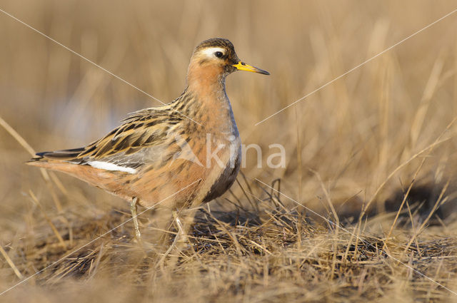 Rosse Franjepoot (Phalaropus fulicarius)