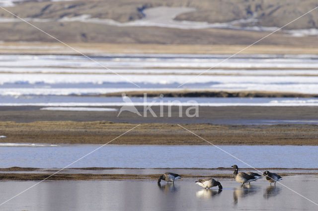 Pale-bellied Brent Goose (Branta bernicla hrota)