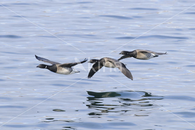 Pale-bellied Brent Goose (Branta bernicla hrota)