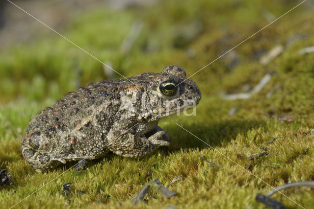 Rugstreeppad (Bufo calamita