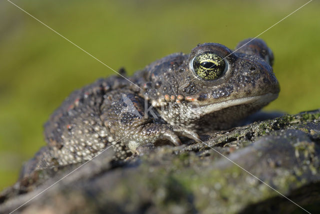 Rugstreeppad (Bufo calamita