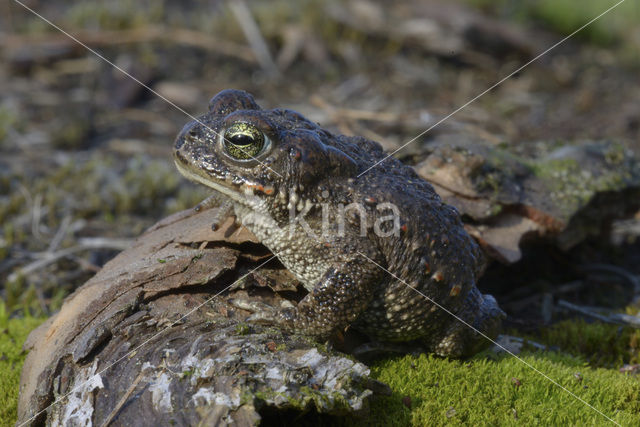 Rugstreeppad (Bufo calamita