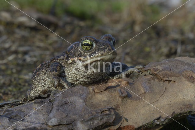 Rugstreeppad (Bufo calamita