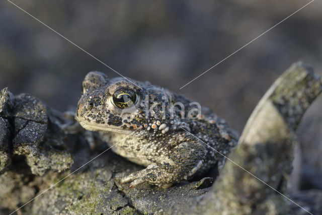 Natterjack toad (Bufo calamita