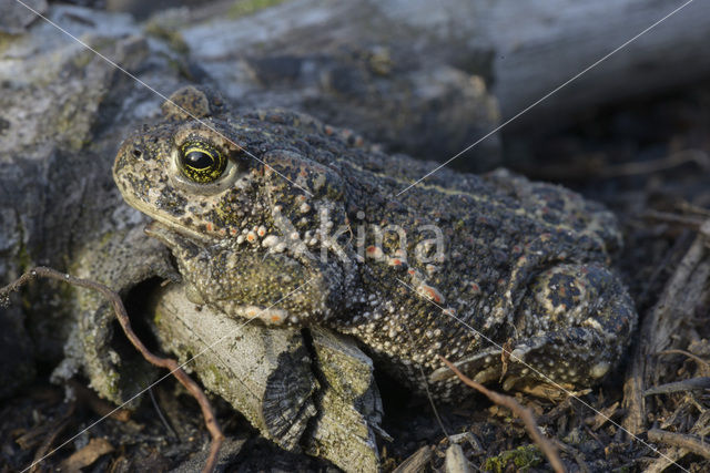 Rugstreeppad (Bufo calamita