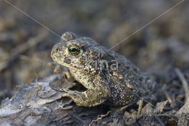 Rugstreeppad (Bufo calamita