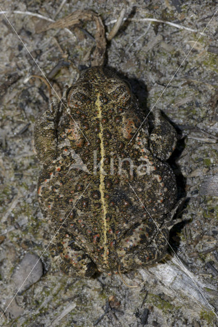 Rugstreeppad (Bufo calamita