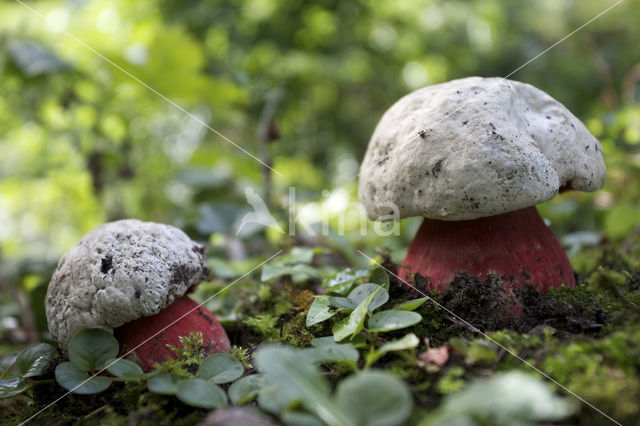 Satansboleet (Boletus satanas)