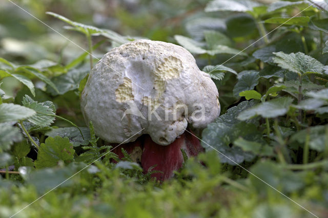 Satansboleet (Boletus satanas)