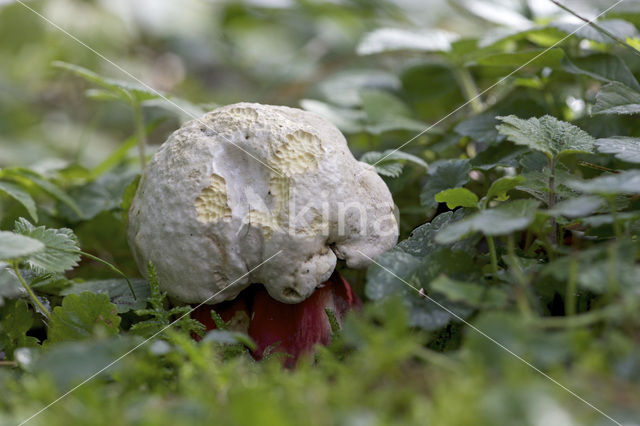 Boletus satanas