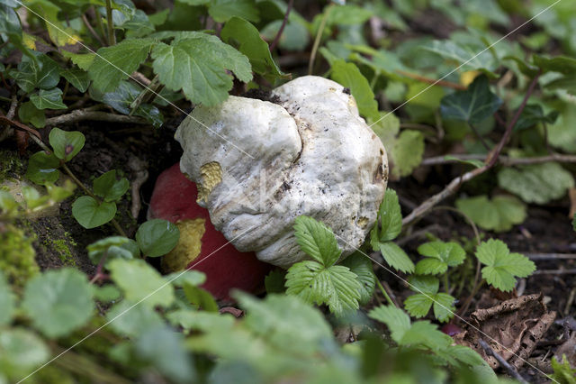 Satansboleet (Boletus satanas)