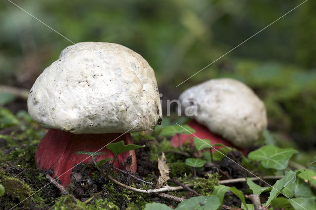 Satansboleet (Boletus satanas)