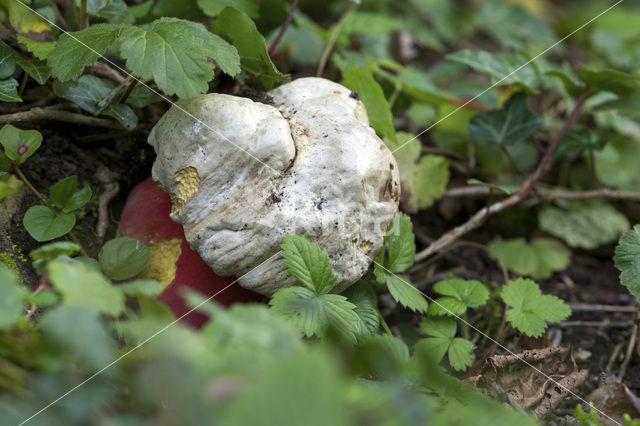 Satansboleet (Boletus satanas)