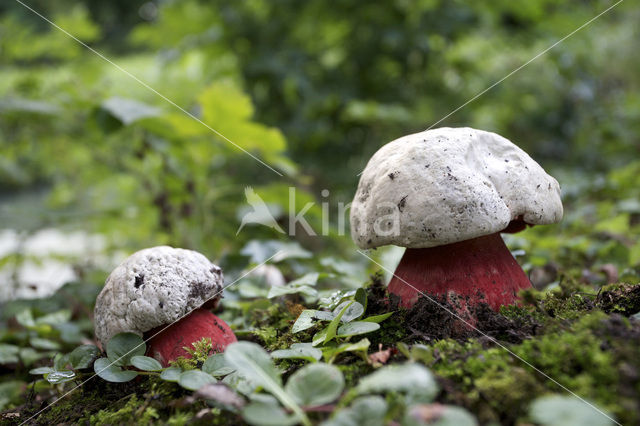 Satansboleet (Boletus satanas)