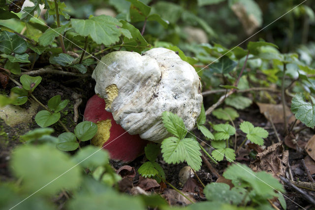 Satansboleet (Boletus satanas)