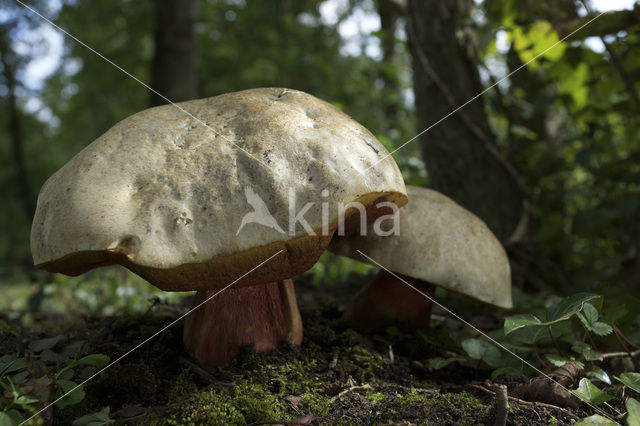 Satansboleet (Boletus satanas)